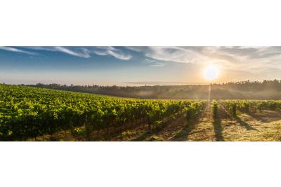 VINURI REPREZENTATIVE ROMANESTI